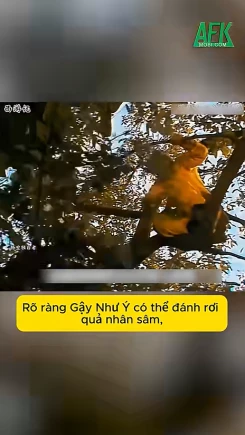 Lộ lỗ hổng nghiêm trọng trong Tây Du Ký khi Tôn Ngộ Không ăn trộm quả nhân sâm