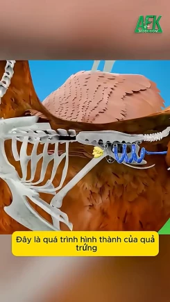 Gà đẻ trứng như thế nào?