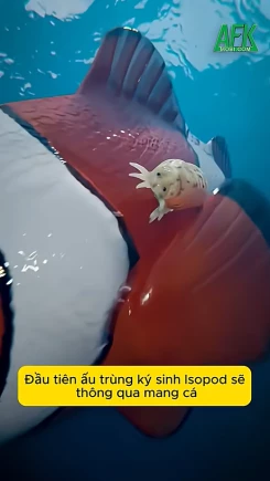 Sự thật về ký sinh trùng ác nhất thế giới