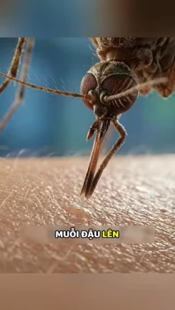 Sự thật về muỗi đốt người