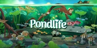 Thư giãn bằng cách quản lý ao cá trong trò chơi mô phỏng Pondlife – Relaxing Fish Game