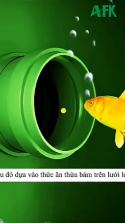 Con cá vàng nghị lực nhất